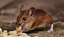 24 Hour & Emergency Exterminators in New Waterford, OH